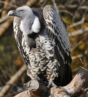Vulture Jan 2014