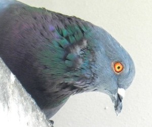 Referrer management - don't be pigeon-holed