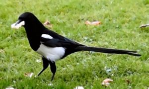 Leadership and management: Maverick Magpies and Predictable Pigeons