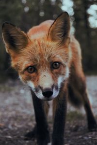 Animal magic and the art of gaining buy-in: Leeds September 2019