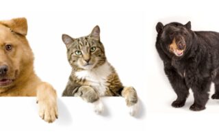 Adapting to dog, cat and bear personalities: Better Business Relationships – Digitally (Video)