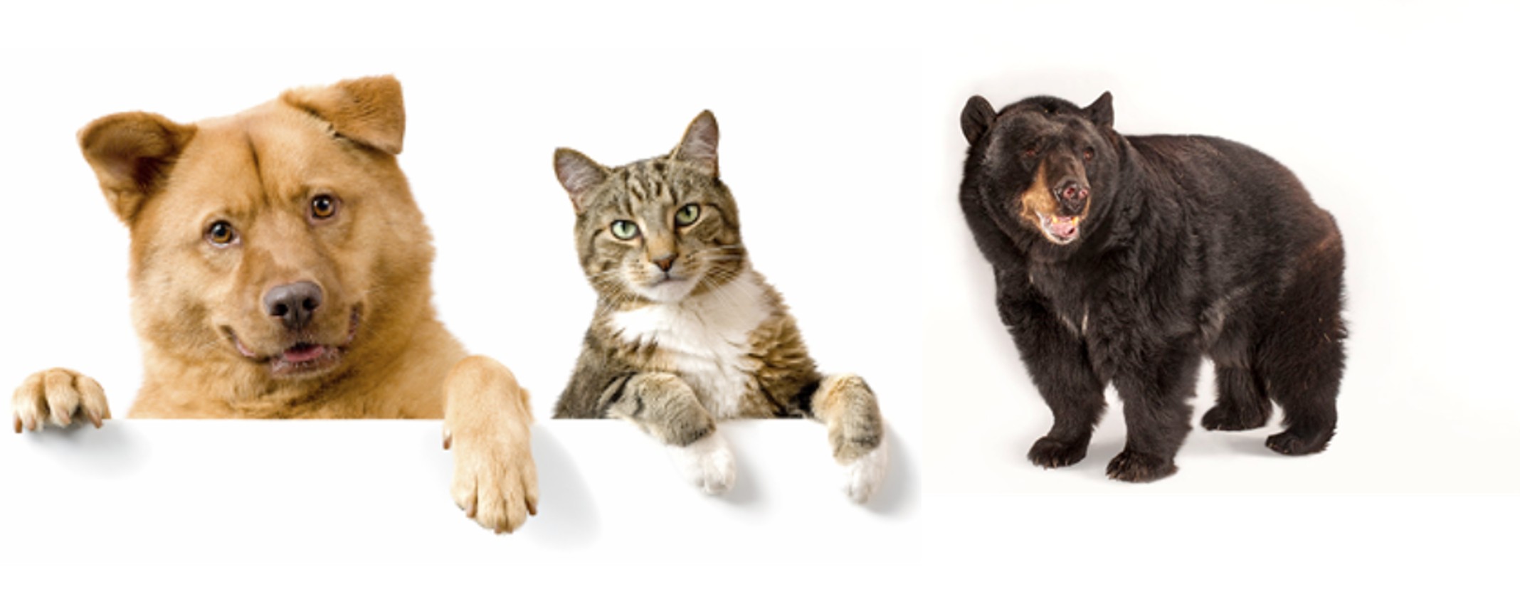 Cats Dogs Bears Adapting to dog, cat and bear personalities: Better Business Relationships – Digitally (Video)