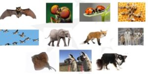 Animal magic of buy-in and stakeholder engagement (Video)