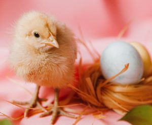 Beating Six Barriers to KAM – Chicken or Egg: Data, Protectionism, Starting point, Simplicity, Time and Training