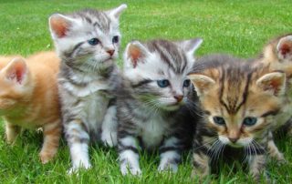 How to facilitate groups – 2 (Herding Cats)
