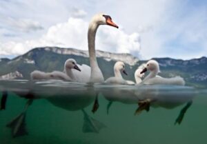 Boosting Your Confidence at Work - A Toolbox for Success (Be more swan)